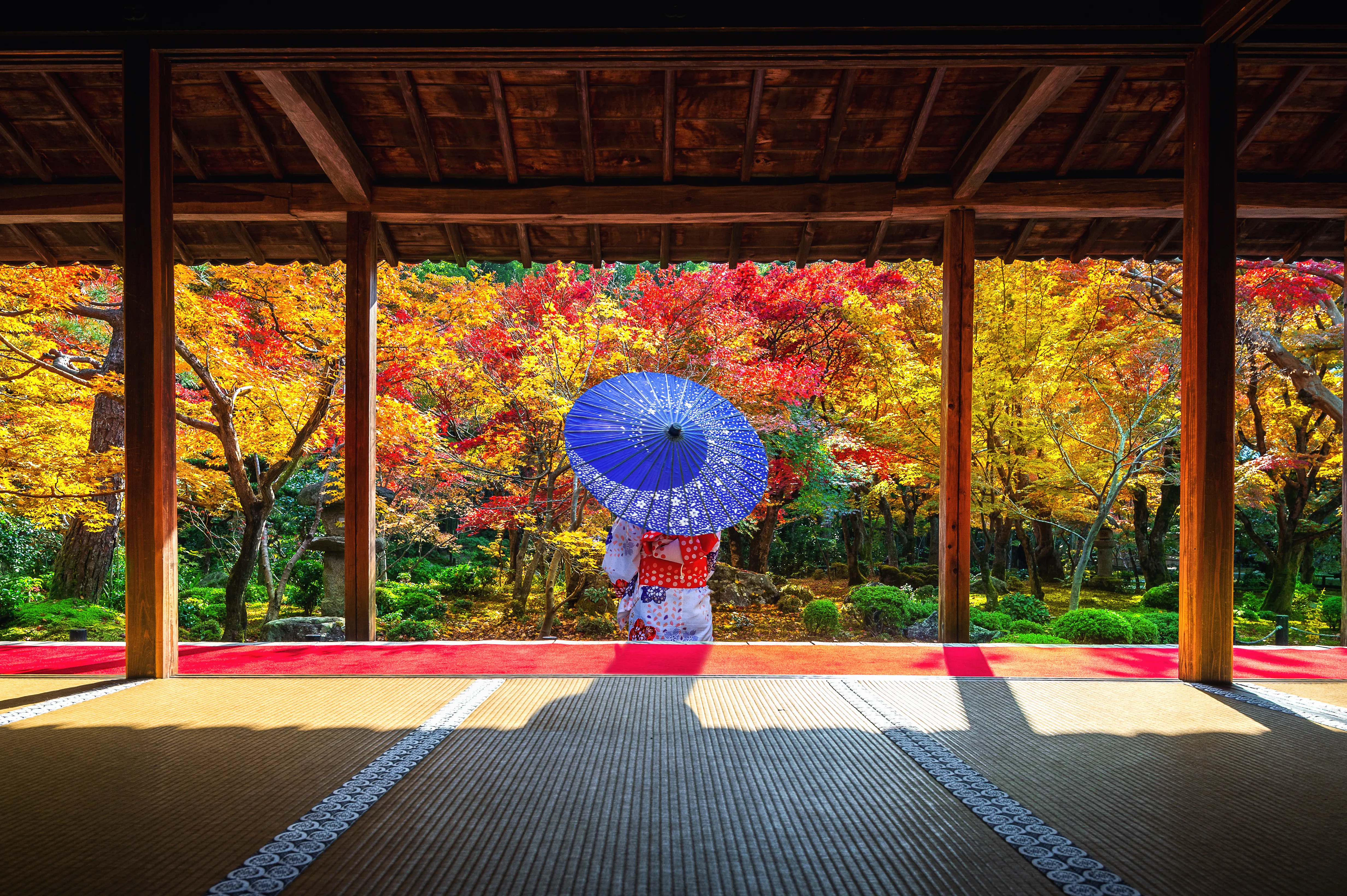 Frau im Kimono mit violettem Papierschirm hinter einem offenen Pavillon betrachtet den herbstlichen Laubwald.