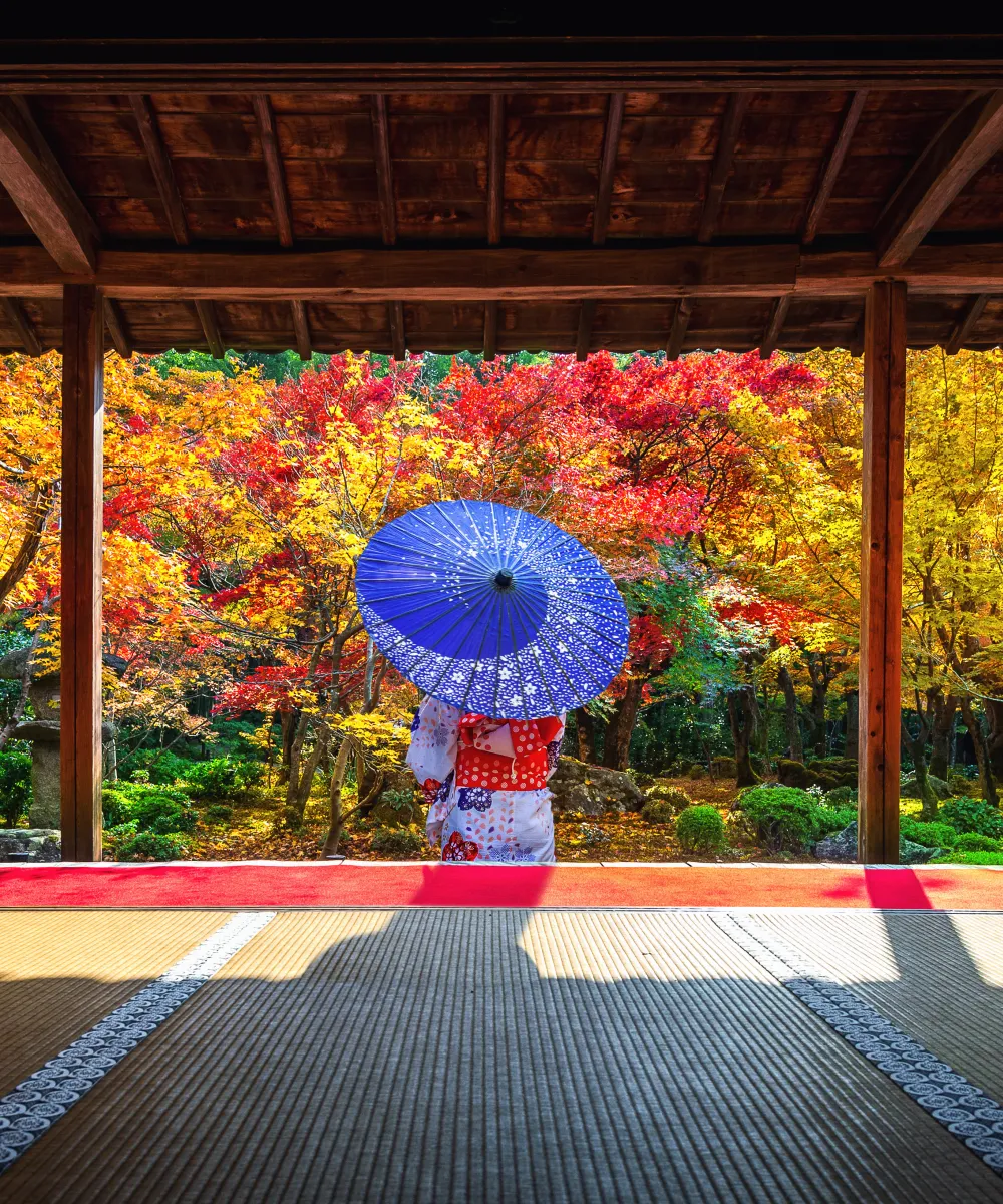 Frau im Kimono mit violettem Papierschirm hinter einem offenen Pavillon betrachtet den herbstlichen Laubwald.
